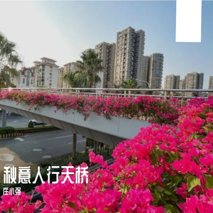 秋意人行天桥 伴奏