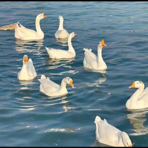 我不是你的宋东野