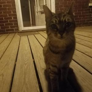 Two Lips, Two Lungs and One Tongue (Live)