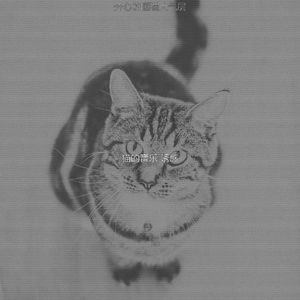 微妙的小猫心情