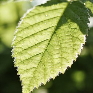 心跳的特定音节.wav