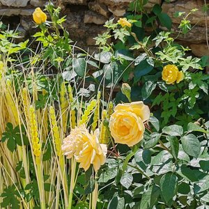 请允许，也允许