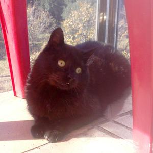 Yo tenia un gato en la Likuadora