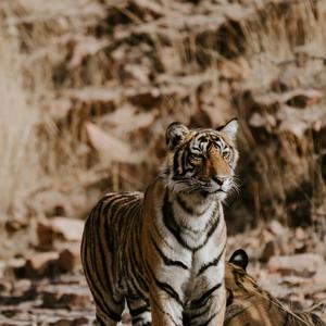 有一天晚上梦一场