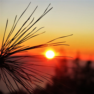 Kini Engkau Diam Membisu