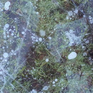 I går faldt jeg i søen