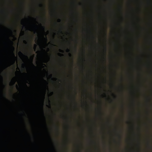 梦境边缘的低语