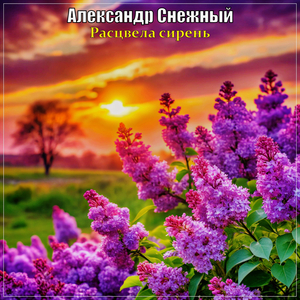 Расцвела сирень