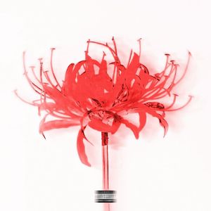 CALF LOVE稚爱(Prod.AntChamberlain)