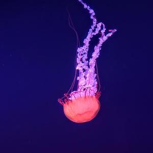 JELLYFISH