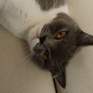 锯木