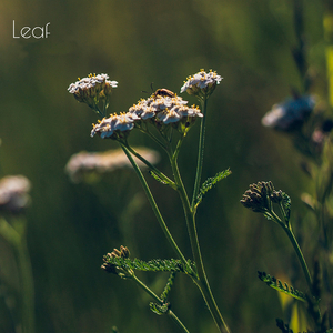 Leaf