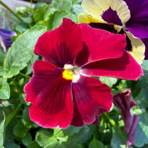 RED (Prelude) (feat. Sikey Much)