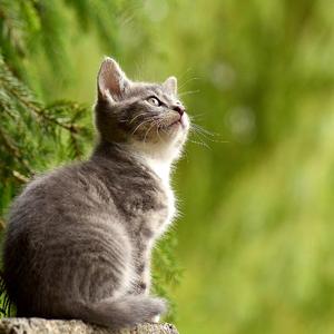 宠物乐园（钢琴）