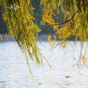 鸟衙林中 (冥想缓解紧张古琴曲)