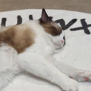 【洛天依AI/星尘Infinity】一封孤岛的信