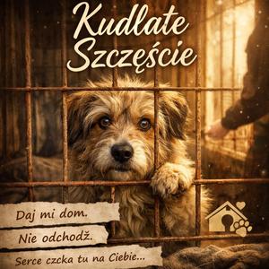 KUDŁATE SZCZĘŚCIE
