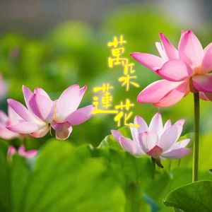 安与-万多莲花 伴奏