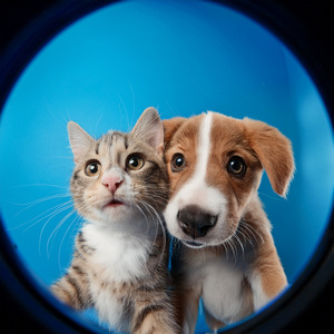 Bigotes Que Alcanzan Las Notas