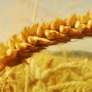 我们是一群小小的羊 (Djremix)