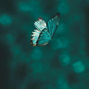 Butterflies (feat. OG STUDIOS)
