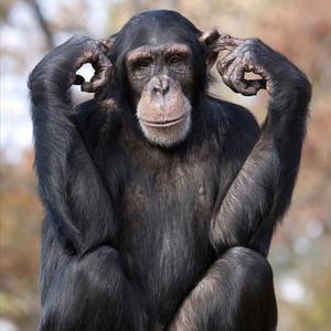 Chimpanzee