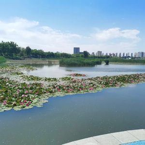 此恨为君生