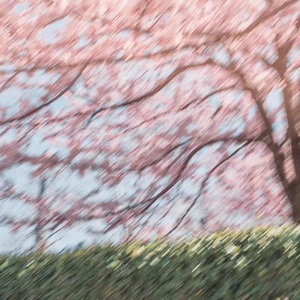 春恋