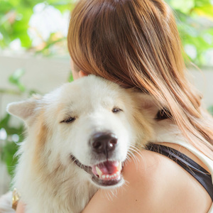 Quiet Melodies for Playful Dogs