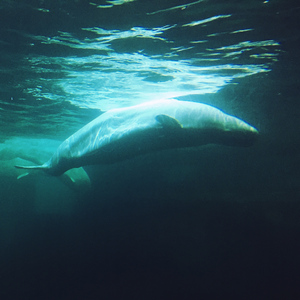 追梦的蚂蚁REMIX