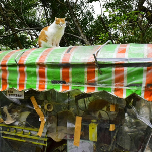 猫になれたら