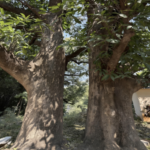 特立独行的猪（黑嗓）