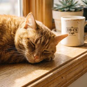 Bougainvillea in Bloom
