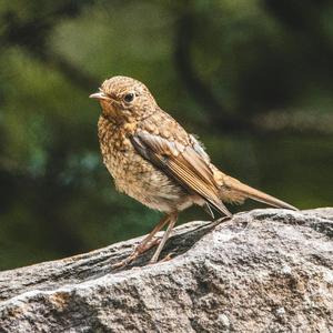 Oriental skylark 1658