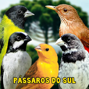 Sabiá Laranjeira Com Cachoeira