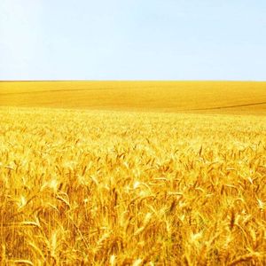 nana-新年财运到（Nana高小白 Remix）