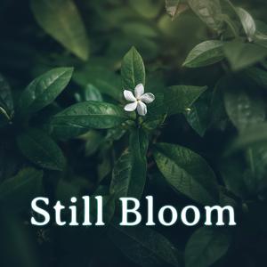 Still Bloom