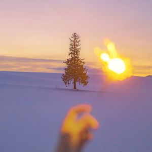 夜的兰花草（Live）