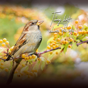 Chuyện Hai Mùa Chim Cúm Núm