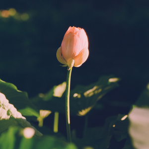 8월, 주말의 자장가