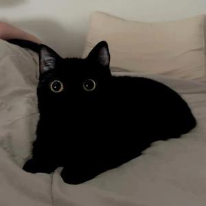 想自由 (cover林宥嘉）