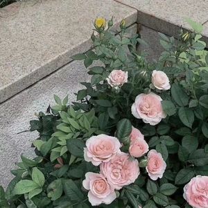 向光（Cover：苏运莹）