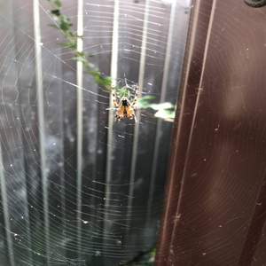 Вырви эмоции