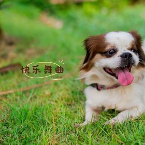 快乐舞曲 (狗狗音乐)