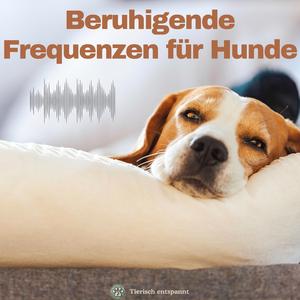 Sanfte Klänge für ältere Hunde | 432Hz Beruhigungsfrequenz für den besten Freund