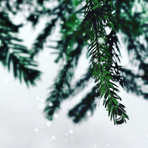 Berry Merry Christmas
