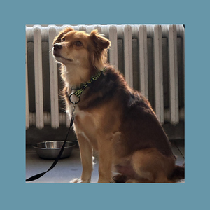 Hvad Det Ku’ Have Blevet Til