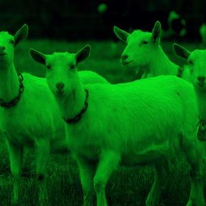 4 Headed Goat