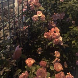 我听见了你的声音