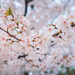 你的笑晕开了四季